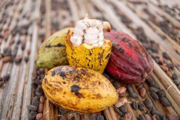 Filière cacao Côte d'Ivoire © Crédit photo DR Filière cacao Côte d'Ivoire © Crédit photo DR