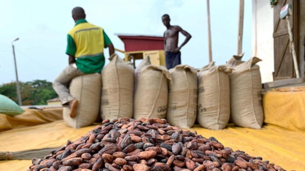 Prix du cacao au Ghana pour la campagne 2024-2025 en hausse de 128% © Crédit photo DR Prix du cacao au Ghana pour la campagne 2024-2025 en hausse de 128% © Crédit photo DR