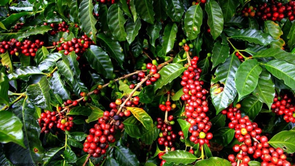 L'augmentation du prix Café ivoirien à 1500 FCFA/kg vise à redynamiser la production © Crédit photo DR L'augmentation du prix Café ivoirien à 1500 FCFA/kg vise à redynamiser la production © Crédit photo DR