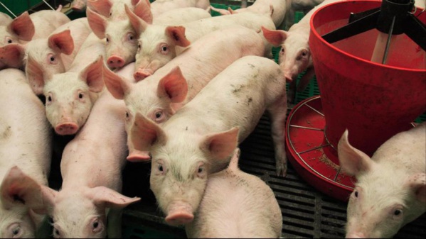 Peste porcine africaine © Crédit photo DR Peste porcine africaine © Crédit photo DR