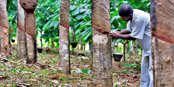 Prix caoutchouc Côte d'Ivoire : 442 FCFA/kg en janvier 2025