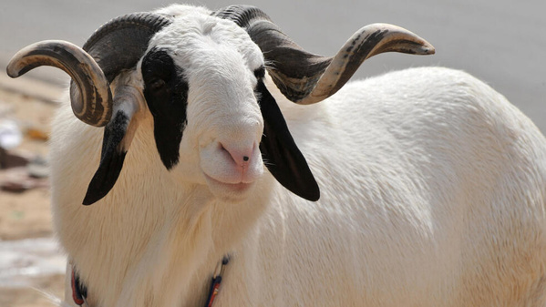 Voici le prix des moutons pour la Tabaski 2025 en Côte d'Ivoire © Crédit photo DR
