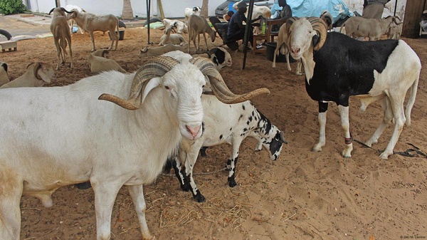 Quel sera le prix du mouton et la date de Tabaski 2025 (Aïd el-kebir ) en Côte d'Ivoire ? © Crédit photo DR Quel sera le prix du mouton et la date de Tabaski 2025 (Aïd el-kebir ) en Côte d'Ivoire ? © Crédit photo DR