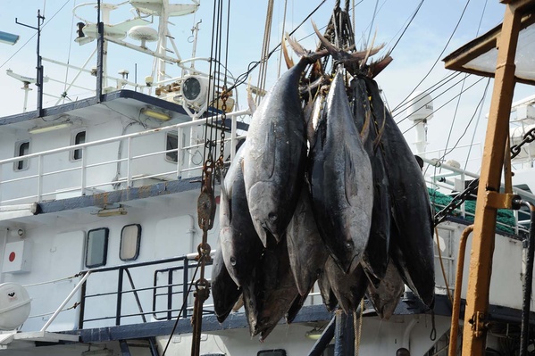 Pêche : la Côte d'Ivoire renouvelle son accord avec l'Europe © Crédit photo DR