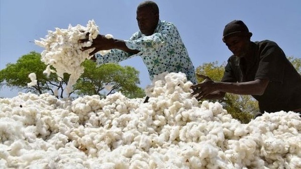 Le prix du coton 2025-2026 en Côte d'Ivoire fixé à 310 FCFA © Crédit photo DR