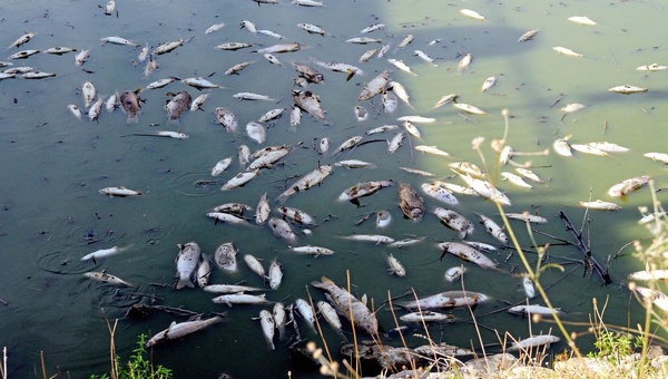 Mort de poissons dans la lagune Ouladine à Bassam© Crédit photo DR Mort de poissons dans la lagune Ouladine à Bassam© Crédit photo DR