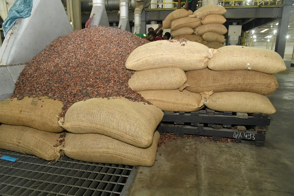 Cacao ivoirien : le coup d'accélérateur du gouvernement pour payer les paysans © Crédit photo DR Cacao ivoirien : le coup d'accélérateur du gouvernement pour payer les paysans © Crédit photo DR