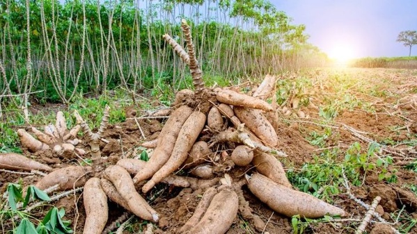 Manioc : alerte sur le virus ougandais en nord-ouest ivoirien © Crédit photo DR
