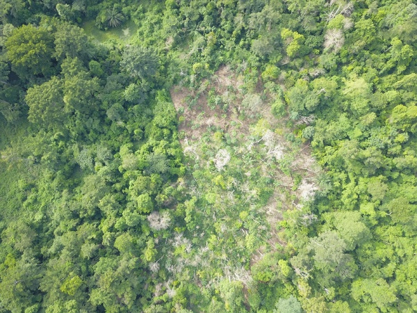 Forêt de Yapo-Abbé : 6 532 ha reconquis par l'État ivoirien © Crédit photo DR Forêt de Yapo-Abbé : 6 532 ha reconquis par l'État ivoirien © Crédit photo DR