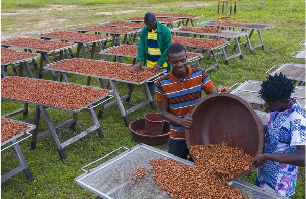 Le séchage des fèves au sein de la plantation de l’Amitié à Angbavia. Le séchage des fèves au sein de la plantation de l’Amitié à Angbavia.