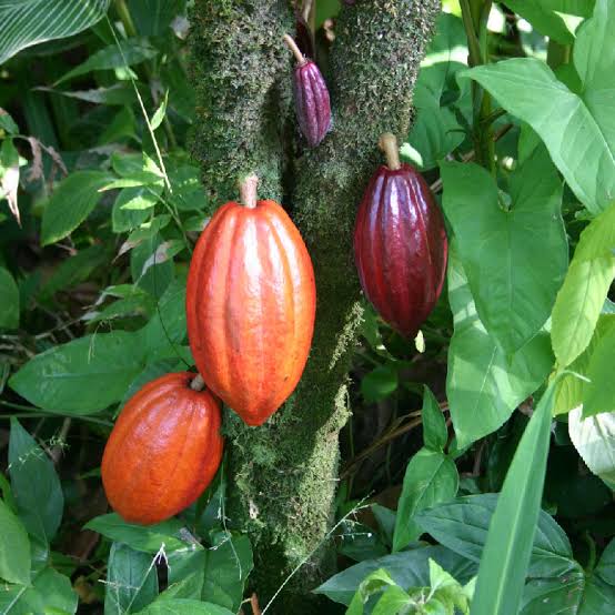Un champ de cacao