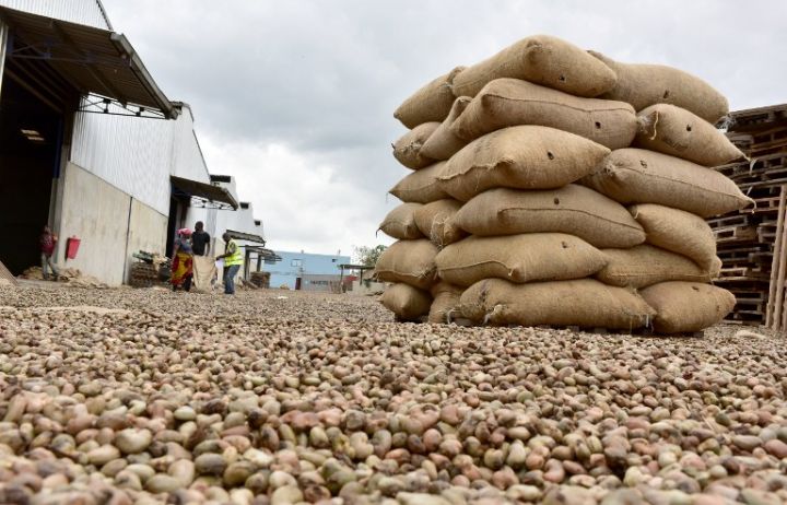 La production ivoirienne d'anacarde atteindra 1,15 million de tonnes en 2025 © Crédit photo DR