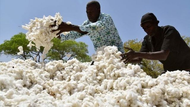 Le prix du coton 2025-2026 en Côte d'Ivoire fixé à 310 FCFA © Crédit photo DR