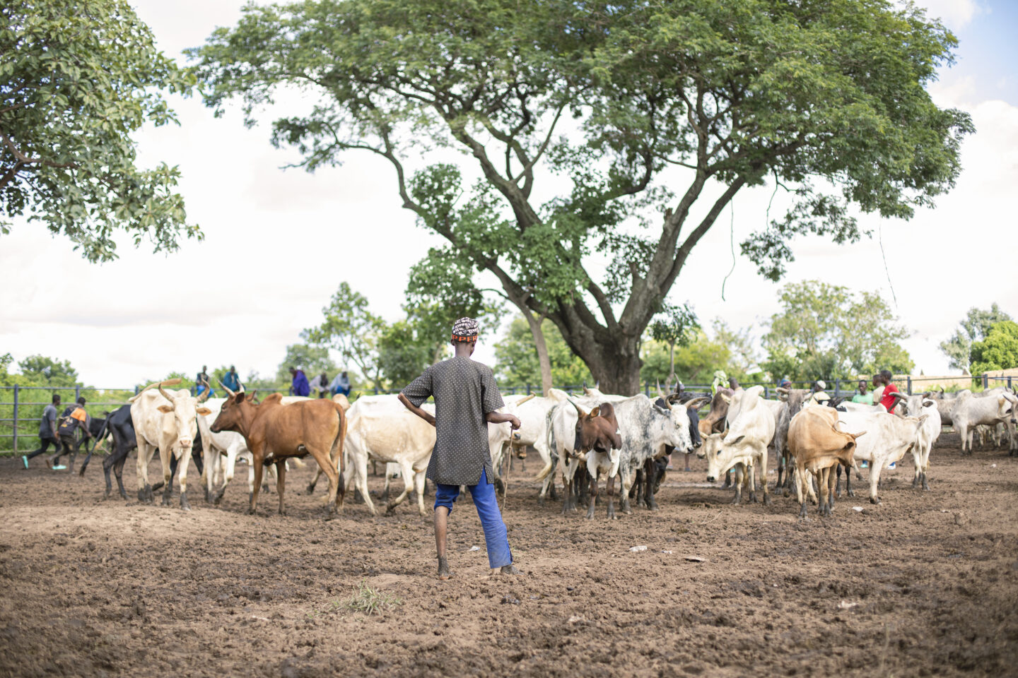 Transhumance en Côte d'Ivoire, le ministère des Ressources Animales dément l'instauration d'une taxe de 3 500 FCFA © Crédit photo DR