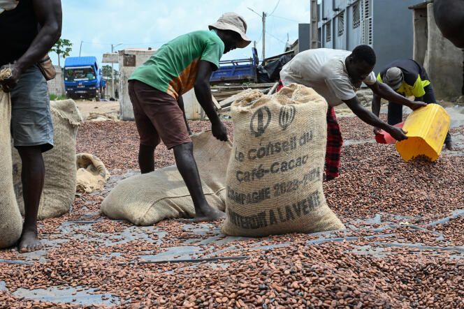 Cacao ivoirien, le prix bord champ fixé à 1 200 FCFA/kg pour la campagne intermédiaire 2025-2026 © Crédit photo DR