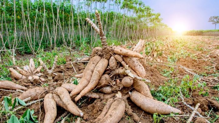 Manioc : alerte sur le virus ougandais en nord-ouest ivoirien © Crédit photo DR
