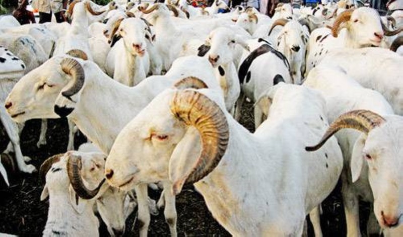 Tabaski 2026 prix des moutons à Abidjan © Crédit photo DR