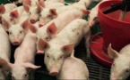 Peste porcine africaine à Abidjan : Plus de 13 000 porcs abattus à Songon