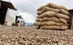 Anacarde : La Côte d'Ivoire vise 1,15 million de tonnes en 2025