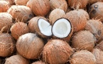 La filière Coco intègre le Conseil Hévéa-Palmier à Huile
