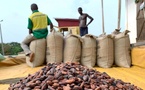 Le prix du cacao en Côte d'Ivoire fixé à 2200 FCFA pour la campagne intermédiaire 2024-2025 