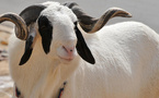 Voici le prix des moutons pour la Tabaski 2025 en Côte d'Ivoire Voici le prix des moutons pour la Tabaski 2025 en Côte d'Ivoire