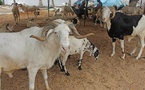 Quel sera le prix du mouton et la date de Tabaski 2025 (Aïd el-kebir ) en Côte d'Ivoire ? Quel sera le prix du mouton et la date de Tabaski 2025 (Aïd el-kebir ) en Côte d'Ivoire ?