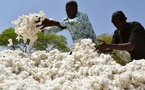 Le prix du coton 2025-2026 en Côte d'Ivoire fixé à 310 FCFA Le prix du coton 2025-2026 en Côte d'Ivoire fixé à 310 FCFA
