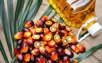 Prix huile de palme en Côte d'Ivoire : 620 000 FCFA la tonne pour août-octobre 2025