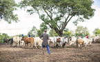 Transhumance en Côte d'Ivoire, le ministère des Ressources Animales dément l'instauration d'une taxe de 3 500 FCFA