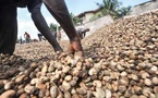 Anacarde 2026 : la Côte d'Ivoire prépare sa filière pour 2035