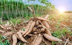Le virus ougandais du manioc détecté en Côte d'Ivoire