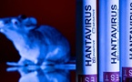 Hantavirus, la Côte d'Ivoire prend des mesures : Ce que recommande le ministère de la santé