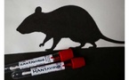 Alerte hantavirus : la Côte d'Ivoire renforce sa vigilance sanitaire
