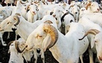 Tabaski 2026 Côte d'Ivoire - Le prix des moutons entre 75 000 et 425 000 FCFA à Abidjan