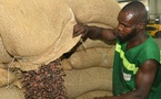 Cacao ivoirien : déploiement de 100 agents pour la traçabilité sociale