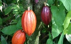 Côte d’Ivoire : la traçabilité au cœur de la campagne cacao 2026/2027