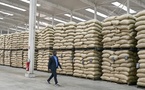 Prix du cacao en Côte d’Ivoire : le maintien à 1 200 FCFA divise les producteurs