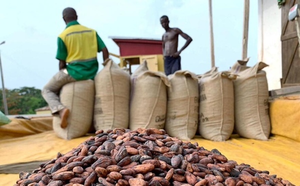 Voici le nouveau calendrier des campagnes de commercialisation du cacao en Côte d'Ivoire