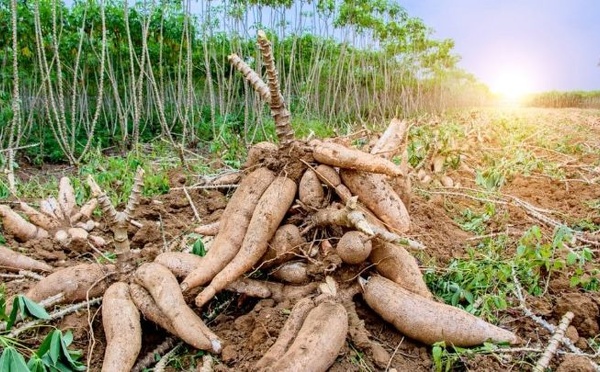 Manioc : alerte sur le virus ougandais en nord-ouest ivoirien