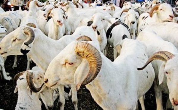 Tabaski 2026 Côte d'Ivoire - Le prix des moutons entre 75 000 et 425 000 FCFA à Abidjan
