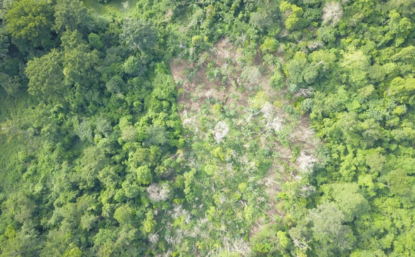 Forêt de Yapo-Abbé : l'État de Côte d'Ivoire reprend 6 532 hectares de la forêt classée en neuf jours