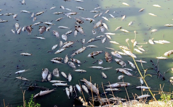 Des poissons morts constatés dans la lagune Ébrié à Songon-Kassemblé