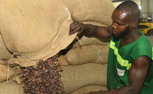 Cacao ivoirien : déploiement de 100 agents pour la traçabilité sociale