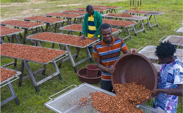 Côte d’Ivoire-Ghana : l’alerte sur la baisse de la teneur en cacao dans le chocolat