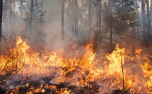 Feux de forêt 2026 en Côte d'Ivoire : la SODEXAM place le Nord en vigilance rouge du 21 au 28 février 