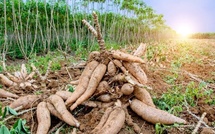 Manioc : alerte sur le virus ougandais en nord-ouest ivoirien