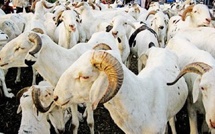 Tabaski 2026 Côte d'Ivoire - Le prix des moutons entre 75 000 et 425 000 FCFA à Abidjan