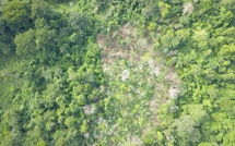 Forêt de Yapo-Abbé : l'État de Côte d'Ivoire reprend 6 532 hectares de la forêt classée en neuf jours