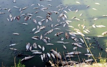 Des poissons morts constatés dans la lagune Ébrié à Songon-Kassemblé
